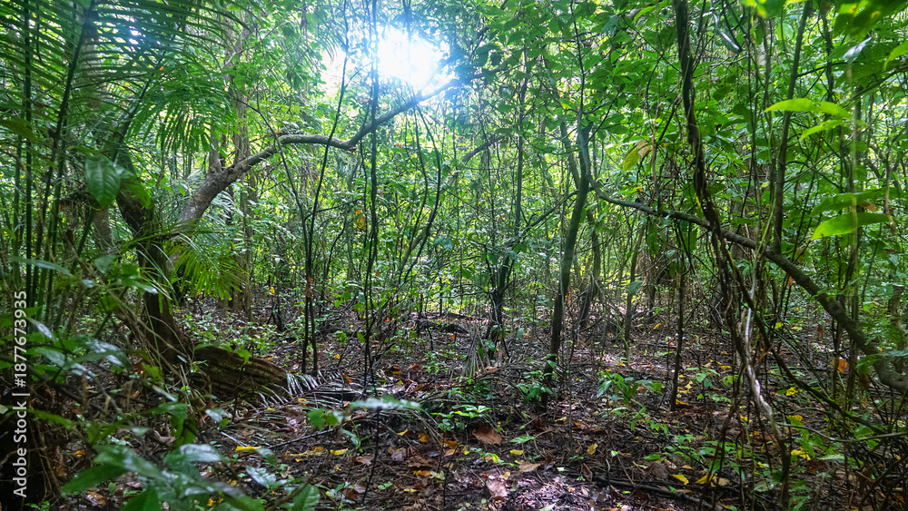Fototapeta premium Tropical rainforest on volcanic islands during monsoon season. Coastal forests. Lots of woody undergrowth. Spice islands. Indonesia