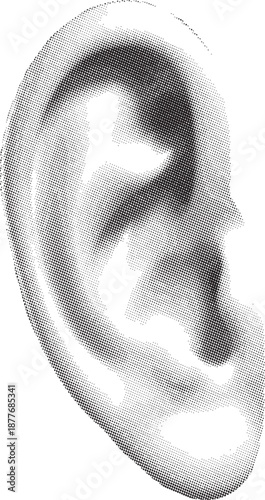 Realistic ear illustration in black and white isolated on white background, Vector, illustration
