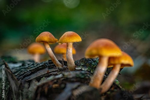 Wild mushrooms in the forest during autumn in the Netherlands.