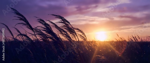 Panel kuchenny z motywem Tall grass swaying in gentle breeze during golden hour sunset with dramatic purple and orange sky creating peaceful natural landscape scene.