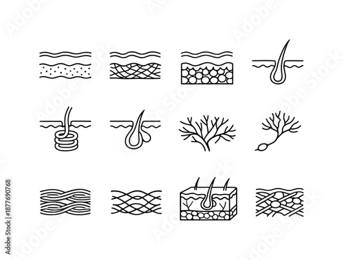 Skin Anatomy Icons. Skin structure. Line icon set of Skin structure: epidermis layer, dermis layer, hypodermis layer, hair follicle, sweat gland
