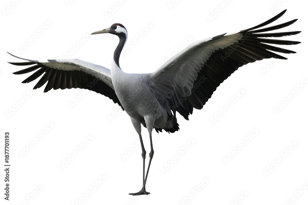 Fototapeta premium Domestic Crane Bird Isolated on Transparent Background 