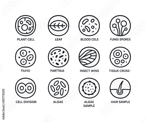 Biology Slide Icons. Biology Slide Samples. Line icon set of Biology Slide Samples: plant cell, leaf cross-section, onion epidermis, blood cells, bacteria