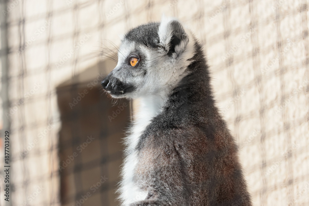 Fototapeta premium ワオキツネザル