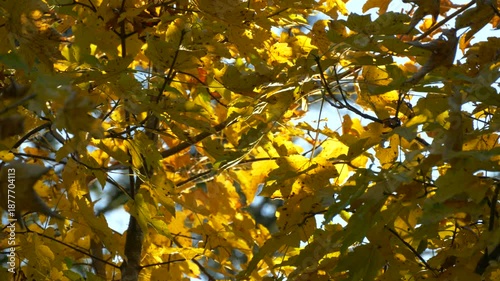 Golden autumn leaves glowing brightly under warm sunlight