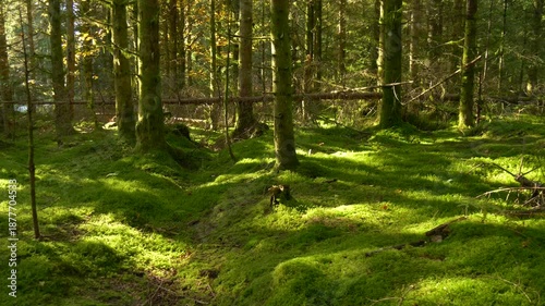Evergreen woodland with bright moss landscape in the Schwarzwald Black Forest Germany