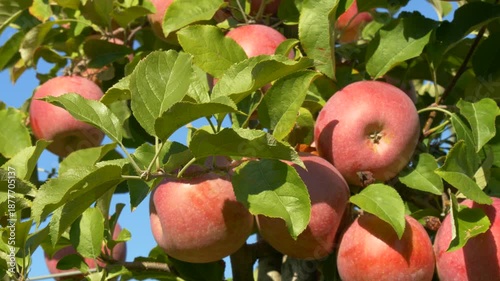 Fresh red apples ripening on tree branches in natural summer environment
