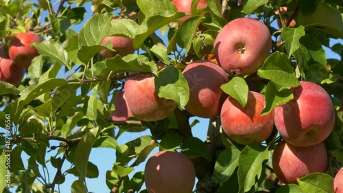 Ripe apple tree fruits hanging among lush green summer leaves
