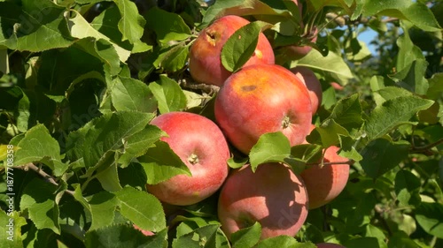 Ripe orchard apples hanging in green leafy branches on sunny day