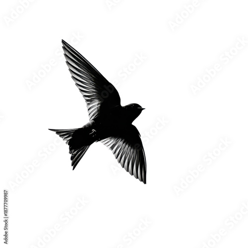 Silhouette of two birds flying on transparent background