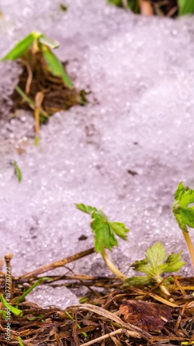 Snow Melting in Spring Meadow, Nature Awakening and Season Change Timelapse
