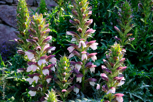 Photos Dorniger Akanthus (Acanthus spinosus) Pflanze mit Blüten