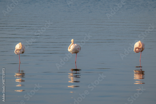 Billede på lærred Flamingos dozing in the blue waters.
