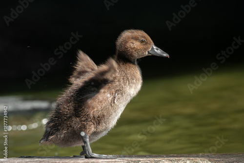 A tufted duck chick (Aythya fuligula) dries its wings on a dock after swimming in the lake
