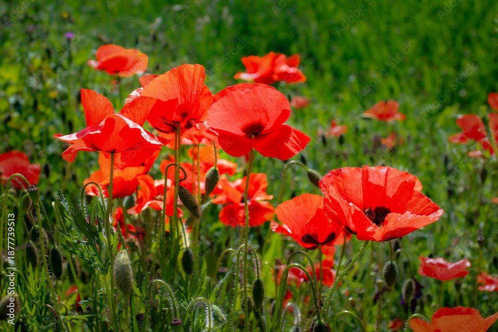 Obraz premium Poppies
