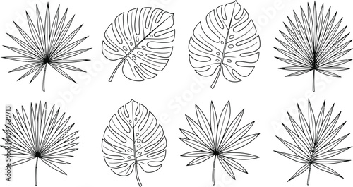 A collection of hand drawn black outline tropical leaves including monstera and palm