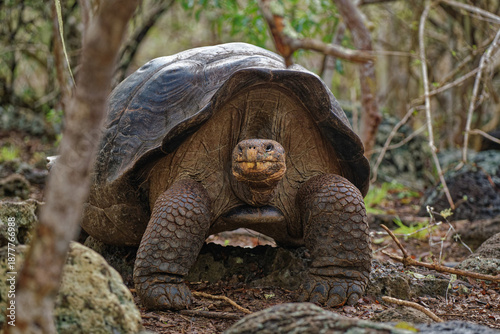 Photos Giant Tortoise in the wild on the island of Santa Cruz in the Galapagos