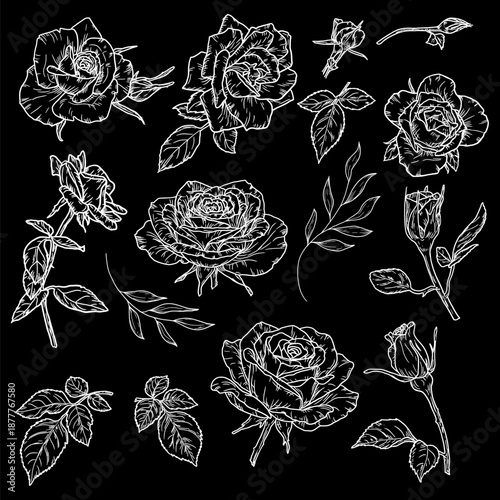 Roses and leaves, set of silhouettes, black and white sketch. Vector illustration. Flowers with buds and delicate petals isolated on a black background. For cards, invitations, for printing on fabric