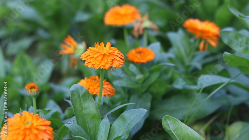 Calendula officinalis Flower – Pot Marigold Close Up in 4K UHD
