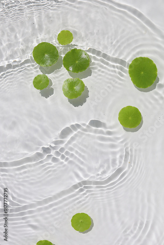 Fotografi Green pennywort leaves floating on clear water with soft ripples.