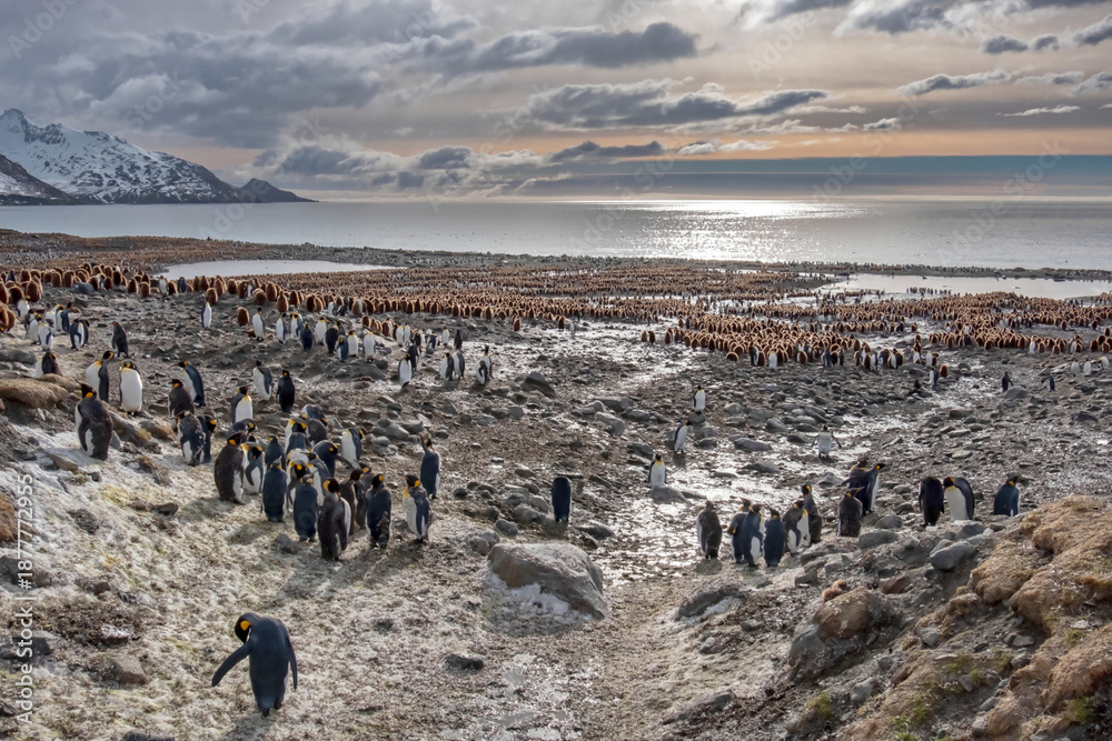 Ταπετσαρία Colony of King penguin, South Georgia, Antarctica