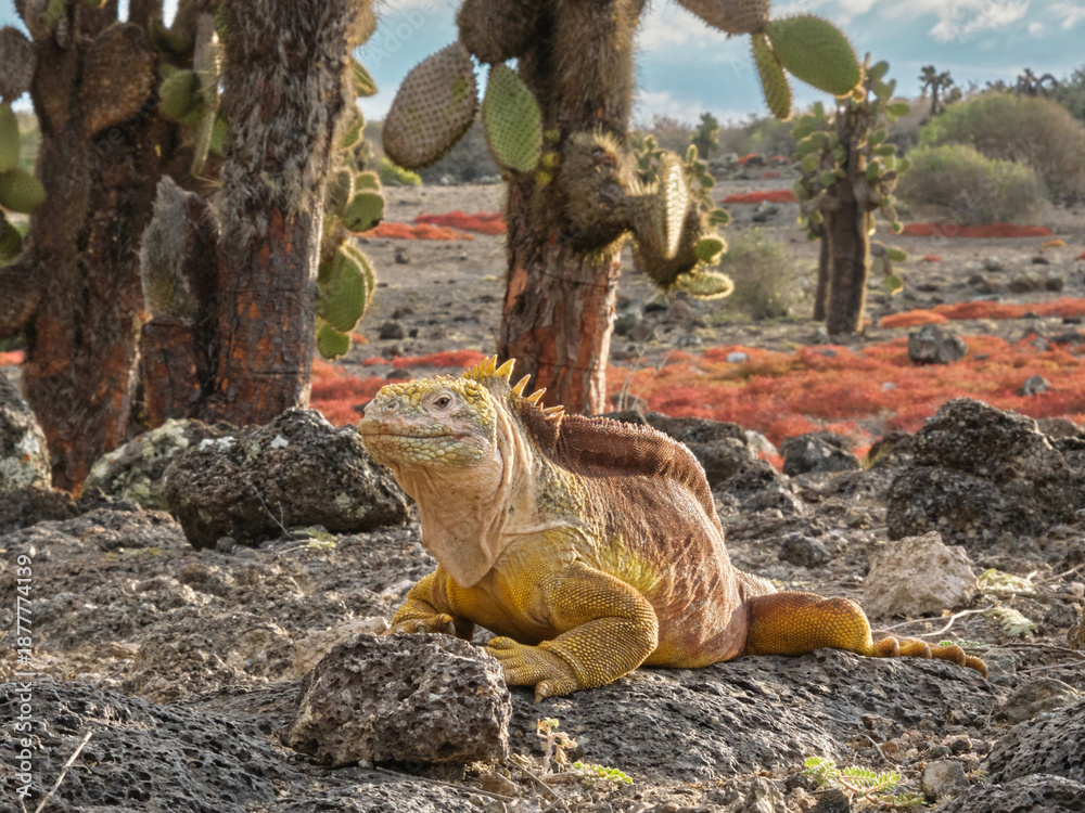 Φωτογραφία Galapagos Land Iguana (Conolophus subcristatus) on the island of Isabela in the