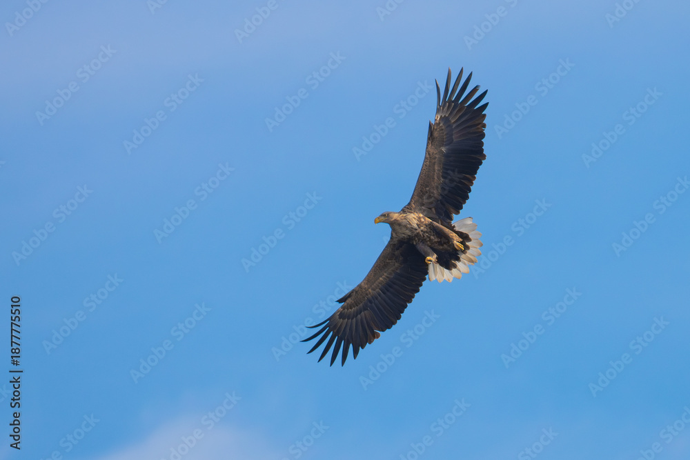 Obraz premium White-tailed Eagle soaring