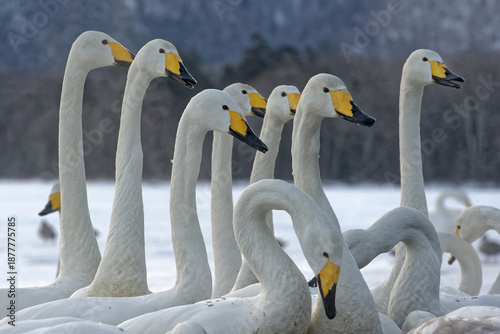 Photos View of whooper swans resting in a serene formation on the calm waters of Lake K