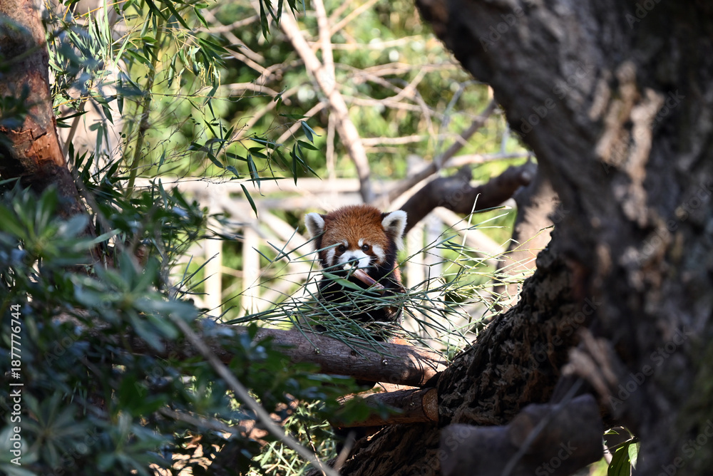 Fototapeta premium a cute red panda hide behind the bamboo leaves in the zoo