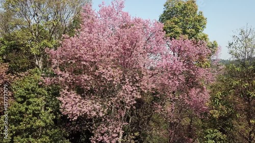 Footage of drone flying close to Himalayan cherry blossom (or Sakura) flowers blooming in the winter season in Northern region of Thailand. This flowers in Japan they called it named Sakura.