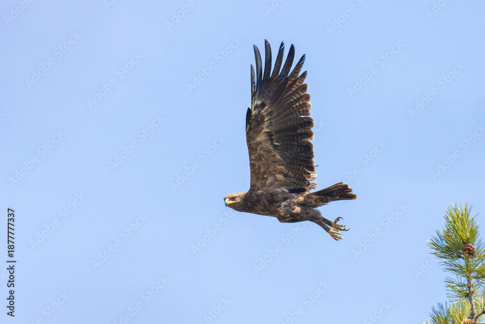 Fototapeta premium Lesser Spotted Eagle take off