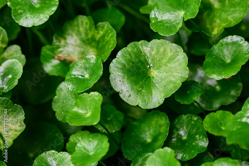 Lush green organic water pennywort leaf growing in homegrown garden