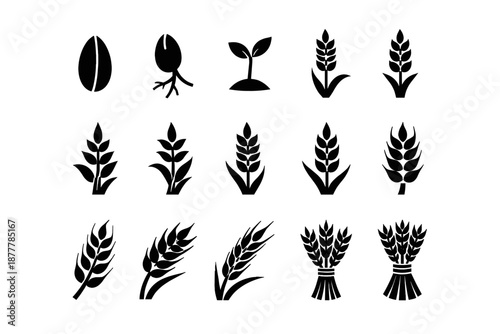 Minimal black silhouette set of seeds, sprouts, wheat and cereal ears showing plant growth stages and agricultural crop icons on white background