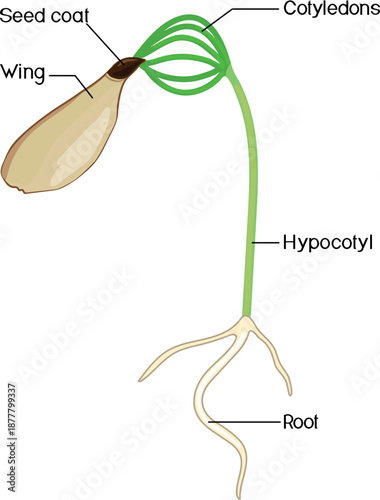 Structure of spruce sapling with seed coat isolated on white background