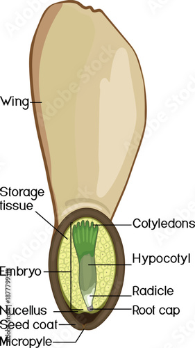 Structure of spruce winged seed isolated on white background