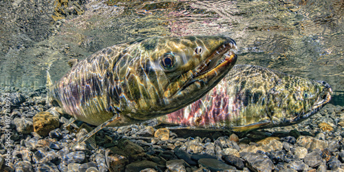 Two salmon, Chum Salmon spawning pair, swim in clear rocky water with light patterns flickering on their scales. Alaska, USA