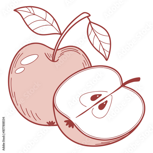 Sliced apple illustration