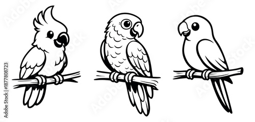 Cute hand drawn line art parrot set featuring a cockatoo, an amazon parrot, and a parakeet on branches for tropical themes, pet shops, or children's education