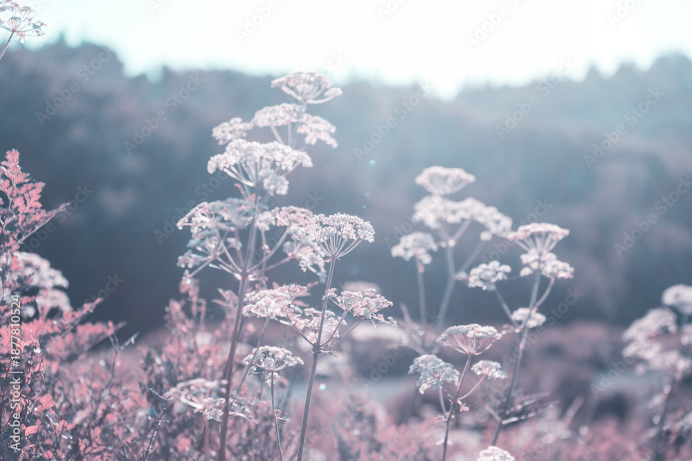 Fototapeta premium Sunny meadow