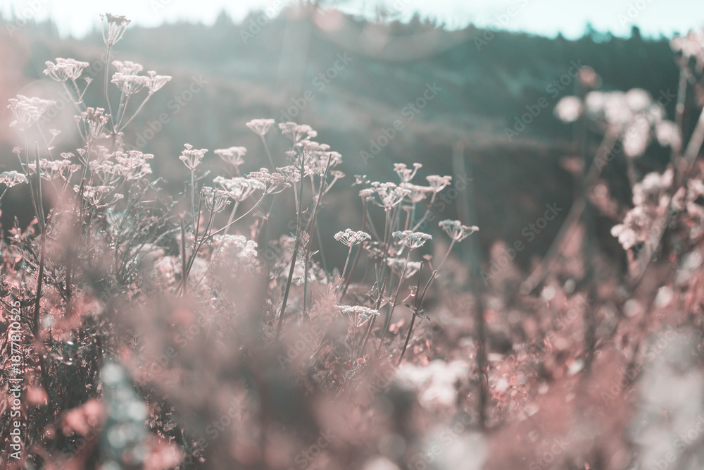 Fototapeta premium Sunny meadow