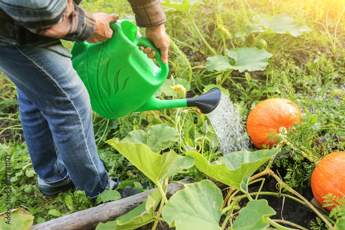 Wallpaper Mural Farmer, gardener with watering can watering orange pumpkin vegetable plant in green garden on garden bed in sunlight close up. Organic farming, gardening, cultivation Torontodigital.ca