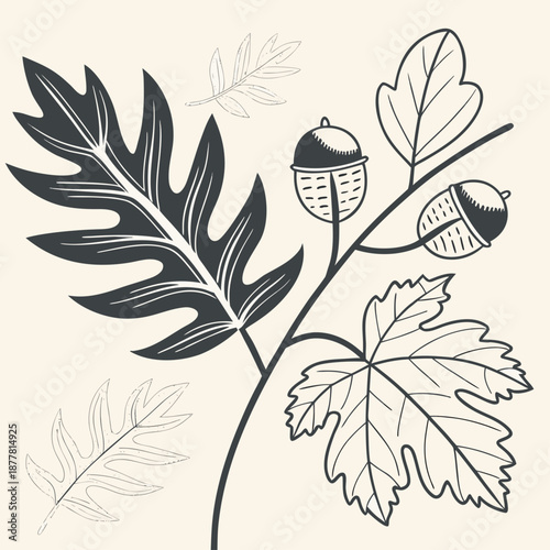 Botanical illustration of leaves and acorns