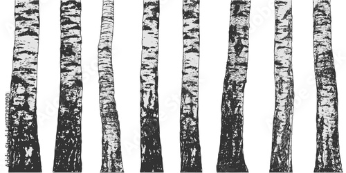 Birch grove forest. Birch tree trunks showing natural. Vector illustration