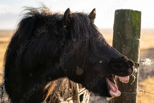 Pferd