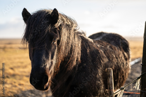 Pferd 