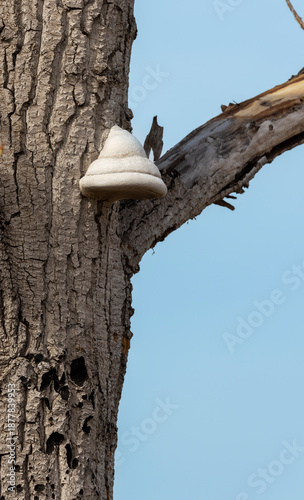 tree close-up with white wood fungus
