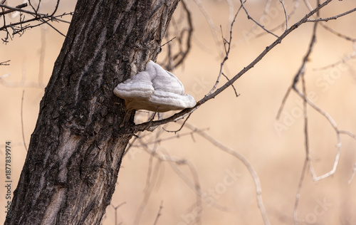 tree close-up with white wood fungus
