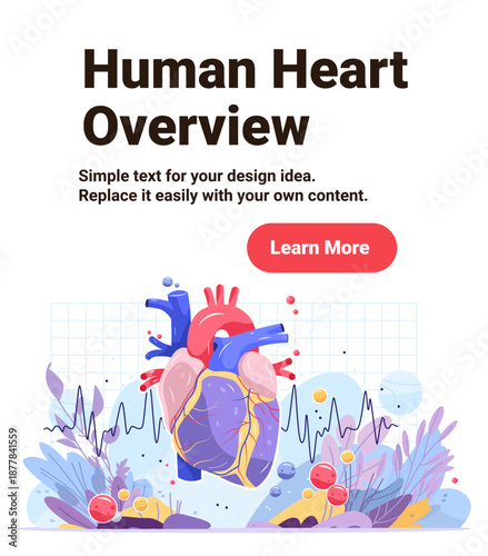 Human heart anatomy medical diagram organ detailed colorful illustration showing veins arteries heartbeat graph abstract background healthcare concept