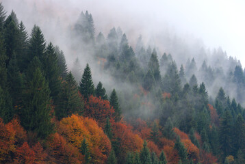Keuken achterwand Mistige ochtendstond Mist tussen bomen in bergbos  © Pavlo Klymenko