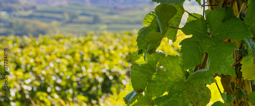 Foto Reben Trauben Winzer Weinberge